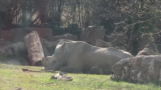 Rhino slep and eat in a fence of Safari
