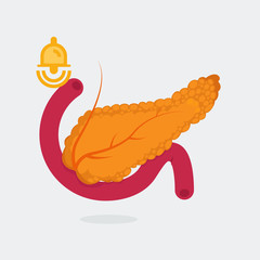 Pancreas vector illustration