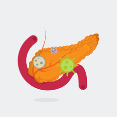 Pancreas vector illustration