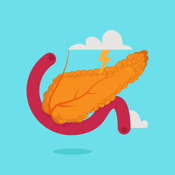 Pancreas Vector Illustration