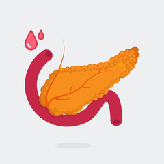 Pancreas vector illustration
