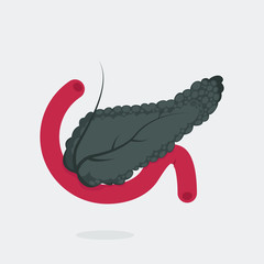 Pancreas vector illustration