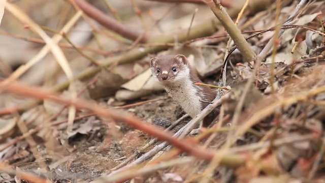 Least weasel looks from mink among fallen leaves.