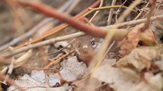 Least weasel looks with thickets and dry leaves.