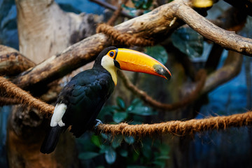 Toucan (Ramphastos toco) in zoo