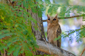 Collared scops owl or Otus lettia, beautiful bird on branch with green background in Thailand.