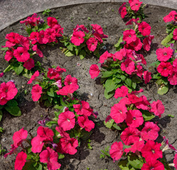 Many red Petunia flowers are on bright green leaves background.
