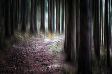 Wanderweg durch den dunklen Wald