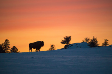 American bison