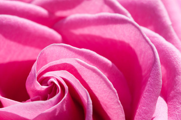 Obraz na płótnie Canvas Close up einer Rose in Pink
