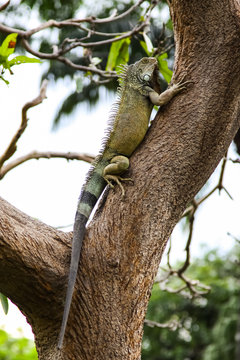 Green Iguana climbing a tree, Parque Seminario o Parque de las Iguanas, Guayaquil, Ecuador