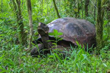 Naklejka premium Galapagos giant tortoise in natural forest habitat, Santa Cruz, Galapagos 