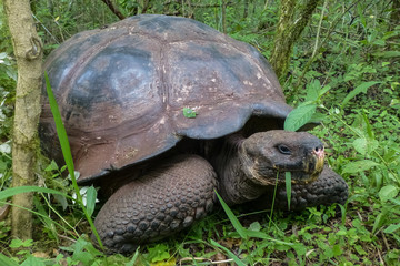 Close up of Galapagos giant tortoise in natural forest habitat, Santa Cruz, Galapagos 