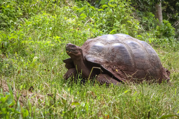 Fototapeta premium Galapagos giant tortoise in natural habitat, green meadow, Santa Cruz, Galapagos 