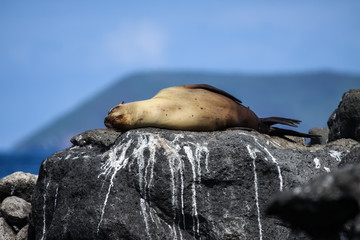Galapagos sea lions resting on a rock, Isabela Island, Galapagos