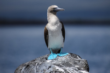 Blue-footed booby on a Rock, North Seymour, Galapagos, Ecuador
