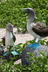 Two Blue-footed boobies on rocks, North Seymour, Galapagos, Ecuador