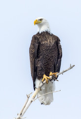 Bold eagle sitting on a tree