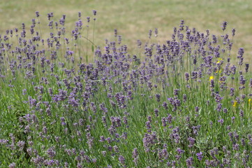 nature et jardin