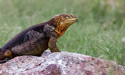 Galapagos land iguana on a rock, green background, Galapagos, Ecuador