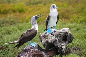 Two Blue-footed boobies on rocks, North Seymour, Galapagos, Ecuador
