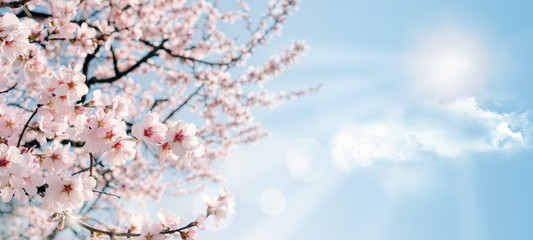 Peach bloom in a sunny day