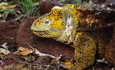 Close up of Galapagos land iguana, Galapagos, Ecuador