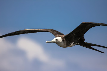 Close up of Magnificent frigatebird in flight against blue sky, Galapagos, Ecuador
