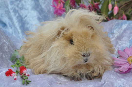 Cochon d'Inde cobaye poils longs boucl&eacute;s lunkarya cr&egrave;me