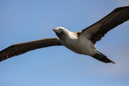 Blue-footed booby in flight against blue sky, Galapagos, Ecuador