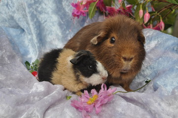 cochons d'inde adulte et b&eacute;b&eacute; 