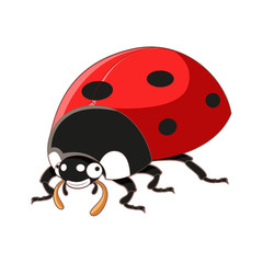 Fototapeta na wymiar Cartoon smiling ladybird