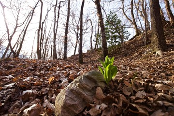 Il bosco rinasce in primavera