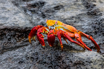 Sally Lightfoot Crab on a lava rocks, Galapagos