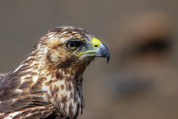 Profile of a Galapagos hawk, Bartolome Island, Galapagos