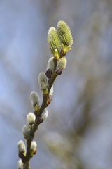 Naklejka premium Pussy willow catkins flowering with soft blue natural background