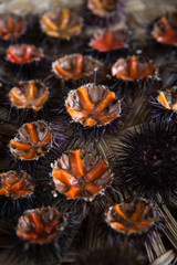 Fresh sea urchins