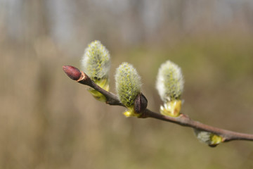 Pussy willow catkins flowering with soft natural background.