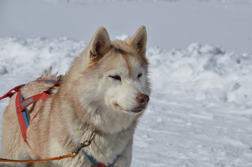 Cani da slitta sleddog folgaria