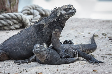 Couple of of a Marine Iguanas on the beach, Puerto Ayora, Las Tintoreas, Santa Cruz Island, Galapagos