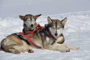 Cani da slitta sleddog folgaria