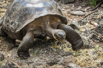 Galapagos giant tortoise, at Charles Darwin Station, Puerto Ayora, Galapagos