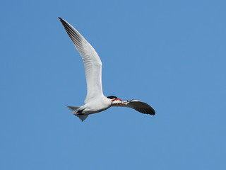Caspian tern (Hydroprogne caspia)