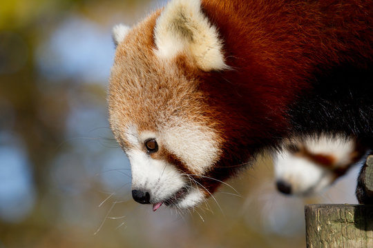 Red Panda