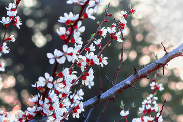 Almond Flowers At Springtime