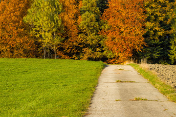 Fototapeta premium Mohnblumen auf einer blühender Wiese im Sommer