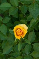 Yellow rose