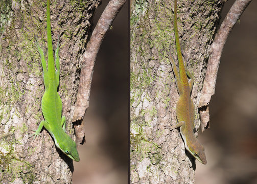 MUltiple Photos of Green Anole as He Changes Colors
