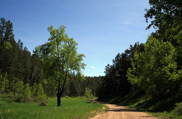 Aspen Tree in Black Hills Meadow