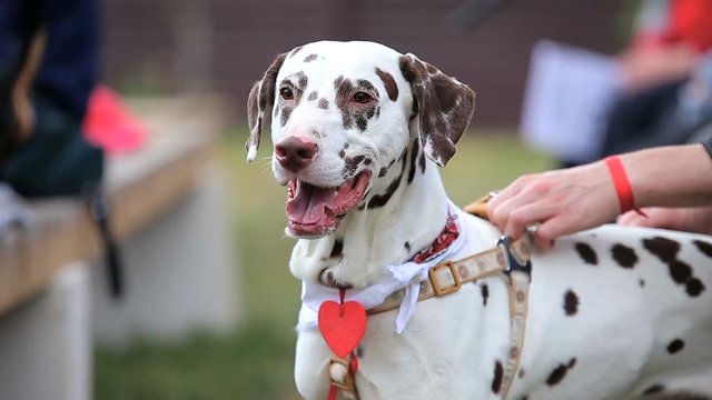 Dalmatian dog with the owners at the backyard pet party
